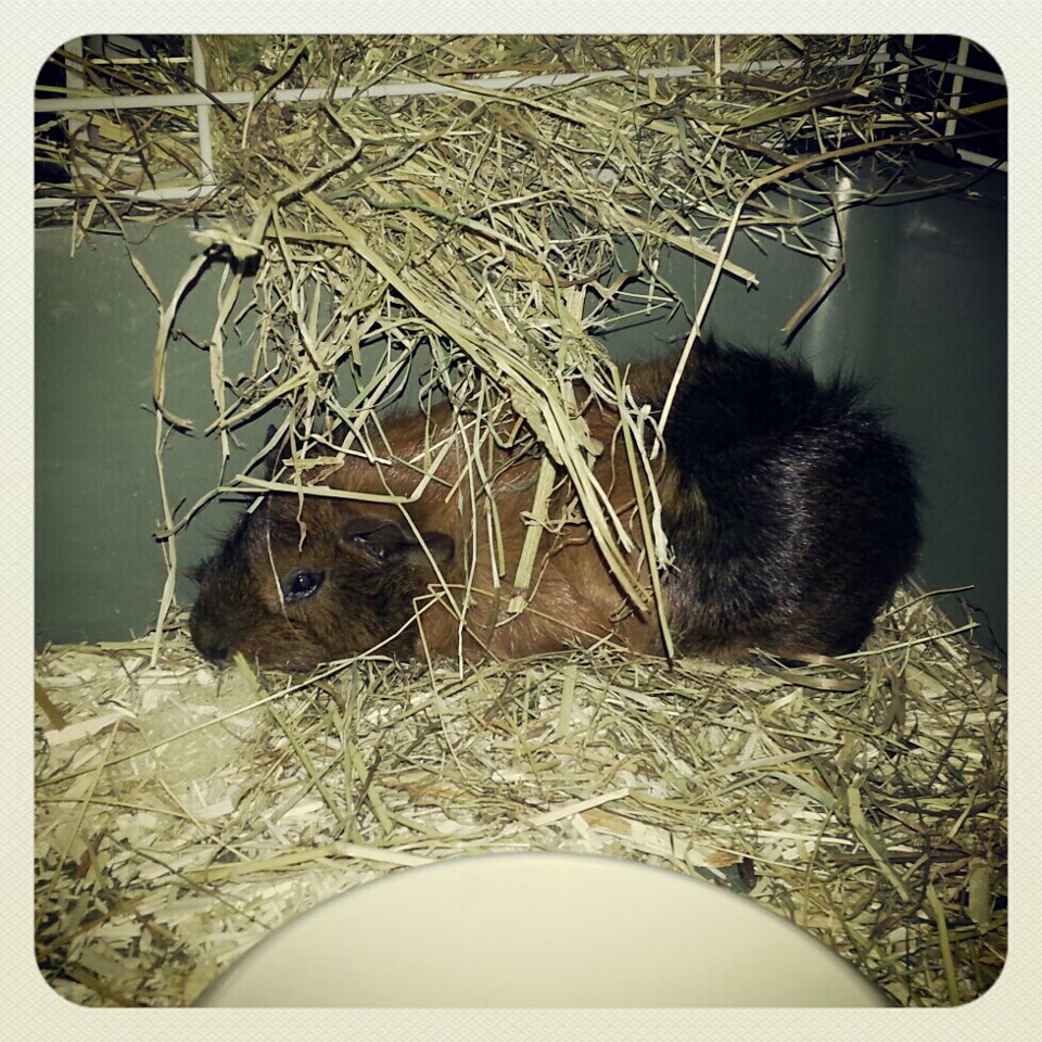 Le cochon d’Inde